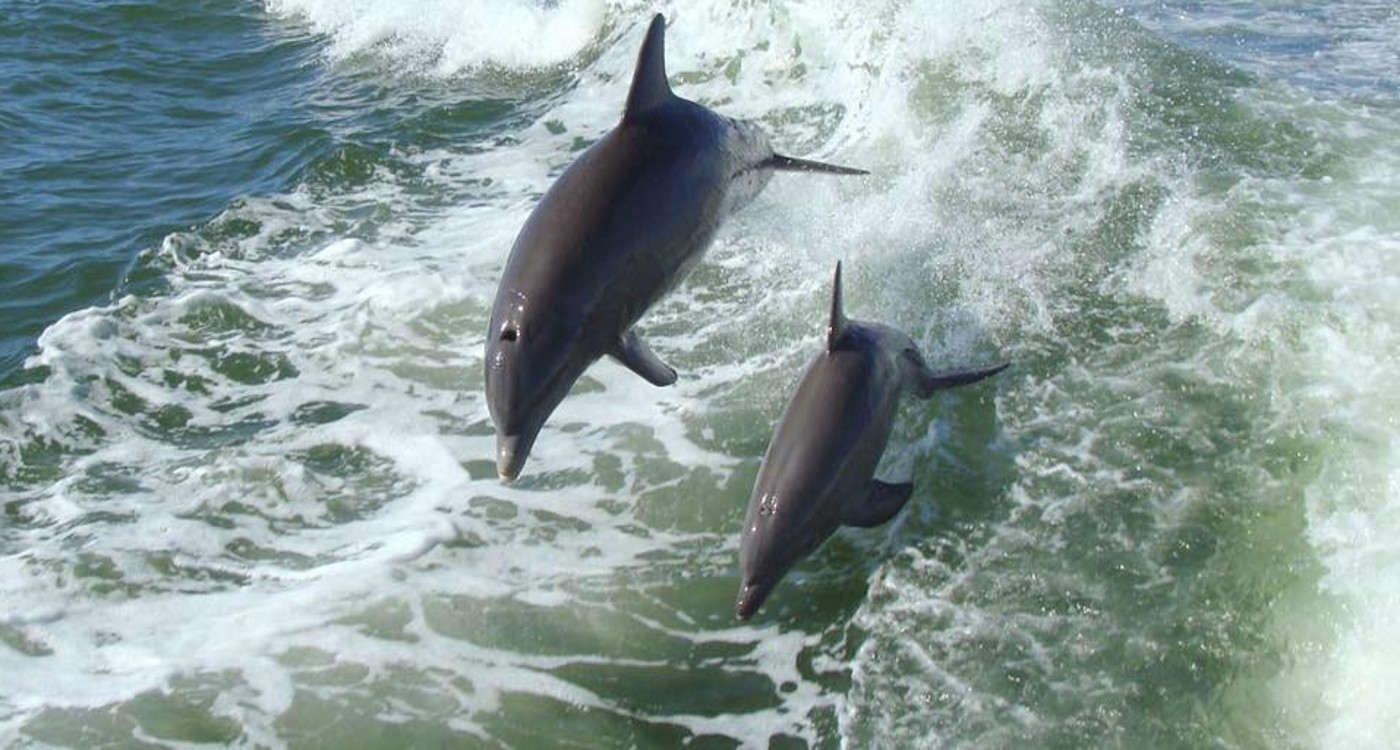 Ship Island Dolphin Watching Cruise | Ship Island Excursions