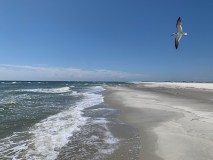 a bird flying over a beach next to the ocean