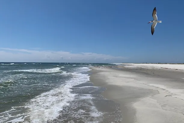 a bird flying over a beach next to the ocean