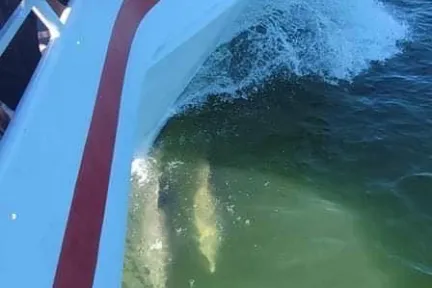 a group of people riding on the back of a boat